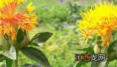 红花栽培技术 红花栽培技术参考文献