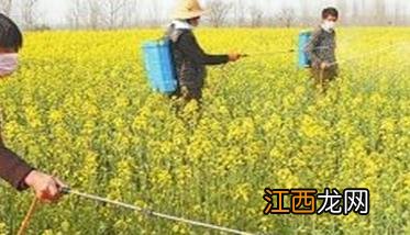 油菜什么时候喷施硼肥最好呢视频 油菜什么时候喷施硼肥最好