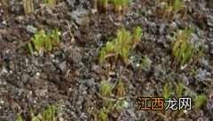 韭菜什么时间施肥，韭菜施肥方法是什么？