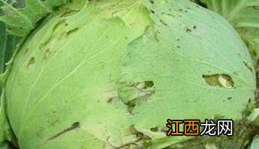 甘蓝长裂开怎么回事 甘蓝裂球怎么回事