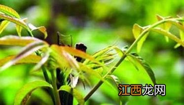 香椿的育苗方法 香椿育苗方法及田间管理要点