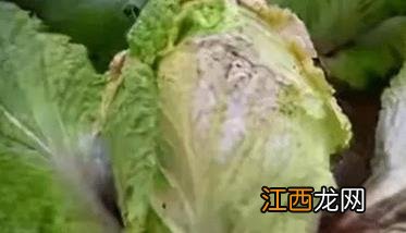 白菜软腐病发病原因和防治方法 白菜软腐病的发病原因