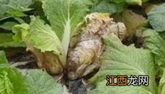 白菜根部有小白蛆是什么原因造成的 白菜根部有小白蛆是什么原因