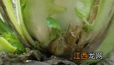 白菜根部有小白蛆是什么原因造成的 白菜根部有小白蛆是什么原因