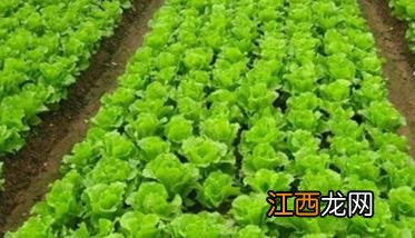 生菜的种植管理技术 生菜种植管理技术