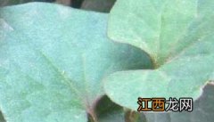 鱼腥草高产栽培：鱼腥草种植技术 鱼腥草种植法