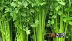 芹菜空心是怎么回事 芹菜空心是什么原因