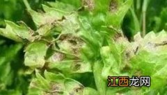 芹菜病毒病图片及防治及图片 芹菜病毒病病状和病症