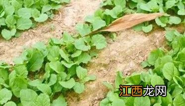 白菜播种注意事项 白菜播种方法介绍