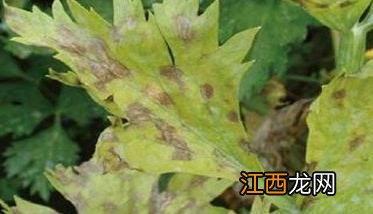 芹菜叶斑病如何防治 芹菜叶斑病的防治方法有哪些