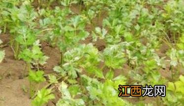 芹菜种植技术和管理方法 芹菜定植后的田间管理要点