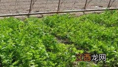 越冬芹菜种什么品种 越冬芹菜种植时间及方法