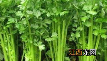 越冬芹菜种什么品种 越冬芹菜种植时间及方法