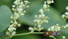 何首乌的种植方法－何首乌图片 何首乌种植前景怎么样