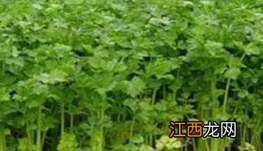 越冬芹菜种植时间是什么时候 越冬芹菜什么时候育苗?