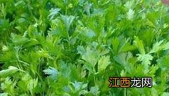 越冬芹菜种植时间是什么时候 越冬芹菜什么时候育苗?