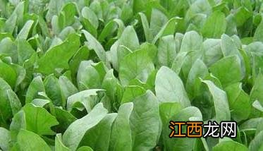 夏菠菜品种 夏菠菜什么时候种最合适