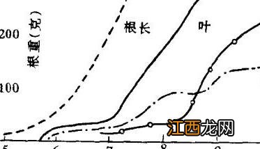 牛蒡生长的自然条件 牛蒡的生长发育特性简介