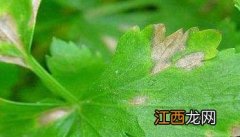 芹菜叶斑病防治方法视频 芹菜叶斑病防治方法