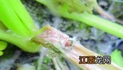 芹菜菌核病如何防治效果好 生菜菌核病如何防治