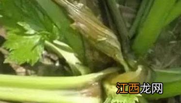 芹菜菌核病如何防治效果好 生菜菌核病如何防治