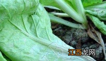 油菜软腐病危害症状,病原菌有哪些 油菜软腐病危害症状、病原