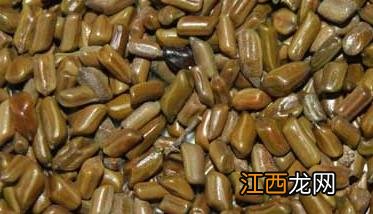 决明子茶的功效与作用 决明子茶的功效与作用及禁忌