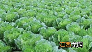 白菜施肥氮磷钾比例 白菜施肥氮磷钾比例是多少