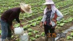 白菜施肥氮磷钾比例 白菜施肥氮磷钾比例是多少