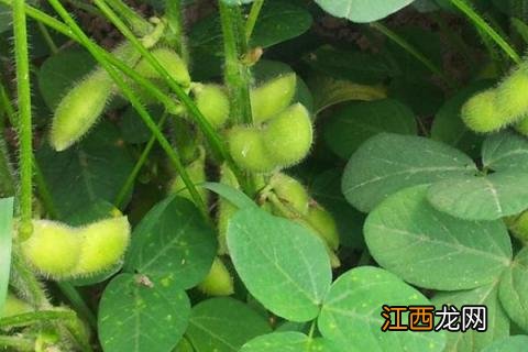 绿宝石毛豆种植技术与时间 毛豆种植技术与时间