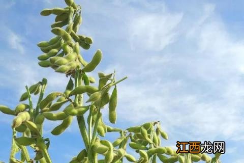 绿宝石毛豆种植技术与时间 毛豆种植技术与时间