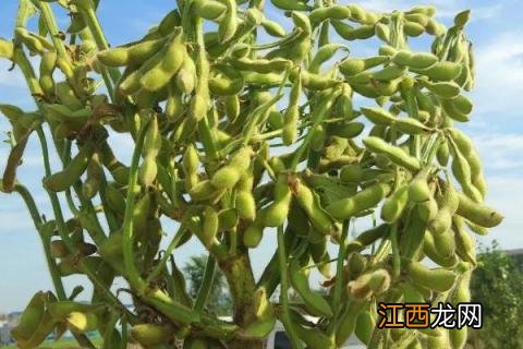 绿宝石毛豆种植技术与时间 毛豆种植技术与时间