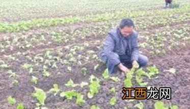 大白菜移栽时间和方法 大白菜移栽技术