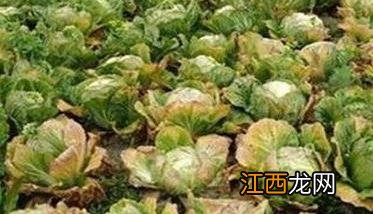 大白菜干烧心是什么原因 大白菜干烧心怎么办