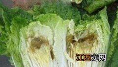 大白菜干烧心是什么原因 大白菜干烧心怎么办