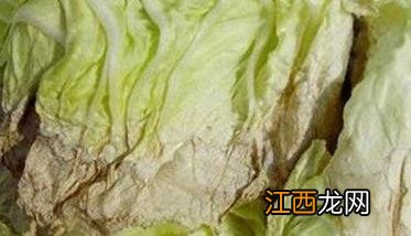 大白菜干烧心是什么原因 大白菜干烧心怎么办