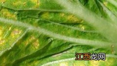 大白菜霜霉病用什么药 大白菜霜霉病用什么药物疗效最好