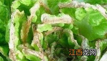 大白菜霜霉病用什么药 大白菜霜霉病用什么药物疗效最好