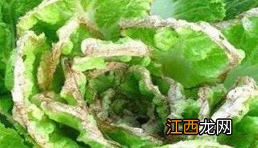 大白菜烧心是什么原因 大白菜烧心怎么办