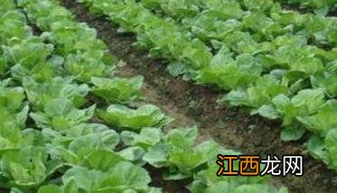 春播大白菜最佳播种时间是几月 春播大白菜最佳播种时间