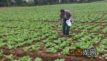 大白菜施什么肥比较好 大白菜施什么肥比较好用