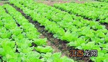 大白菜施什么肥比较好 大白菜施什么肥比较好用