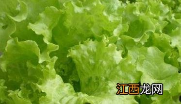 玻璃生菜怎么育苗 玻璃生菜的种植方法和技巧