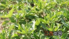 太子参的病虫害防治 太子参病虫害防治技术