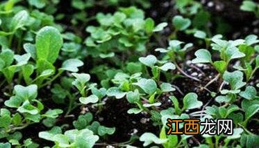 油菜幼苗期管理技术要点 油菜栽培管理技术知识点