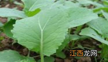 油菜幼苗期管理技术要点 油菜栽培管理技术知识点