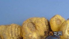 黄精的功效与作用的功能与主治 黄精的功效与作用