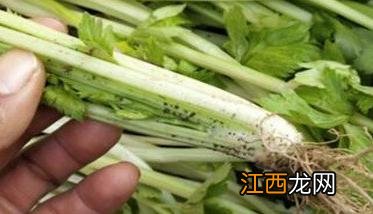 芹菜主要病虫害有哪些? 芹菜常见病虫害有哪些