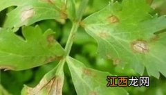 芹菜主要病虫害有哪些? 芹菜常见病虫害有哪些