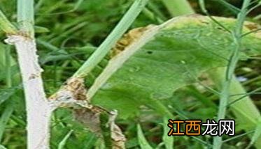 油菜菌核病症状有哪些 油菜菌核病的症状